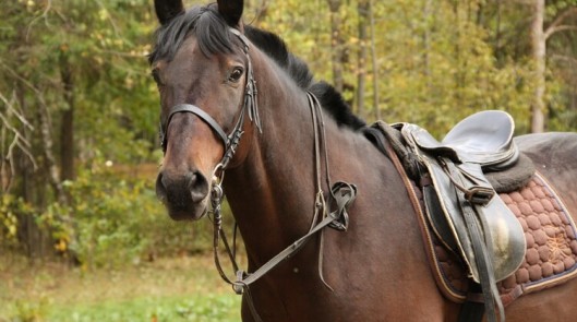 Досуг и отдых