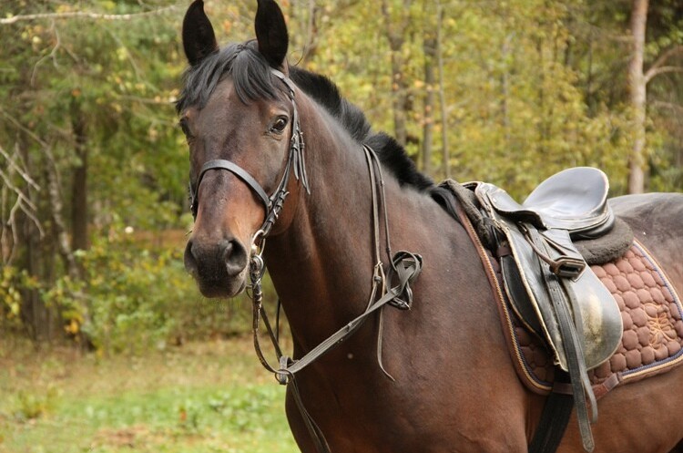 Конный клуб